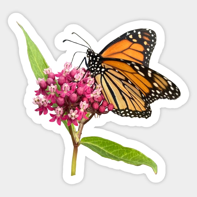 Monarch on Milkweed Sticker by DandelionDays